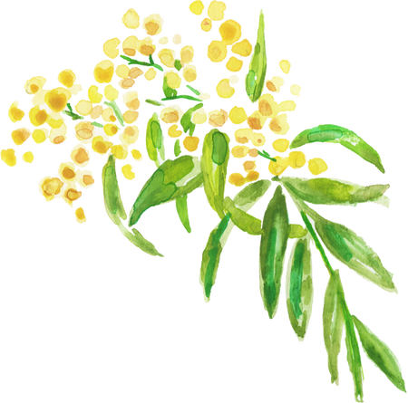 Watercolor Wattles Acacia Australian Native Flower